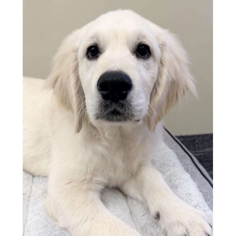 販売中の群馬県のゴールデンレトリーバー-424818の4枚目