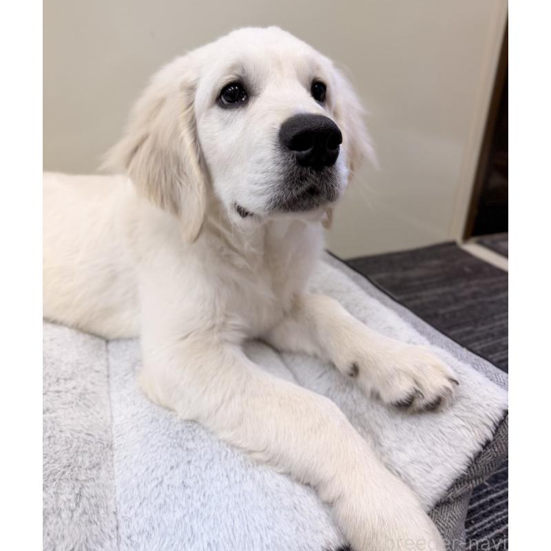 販売中の群馬県のゴールデンレトリーバー-424818の3枚目