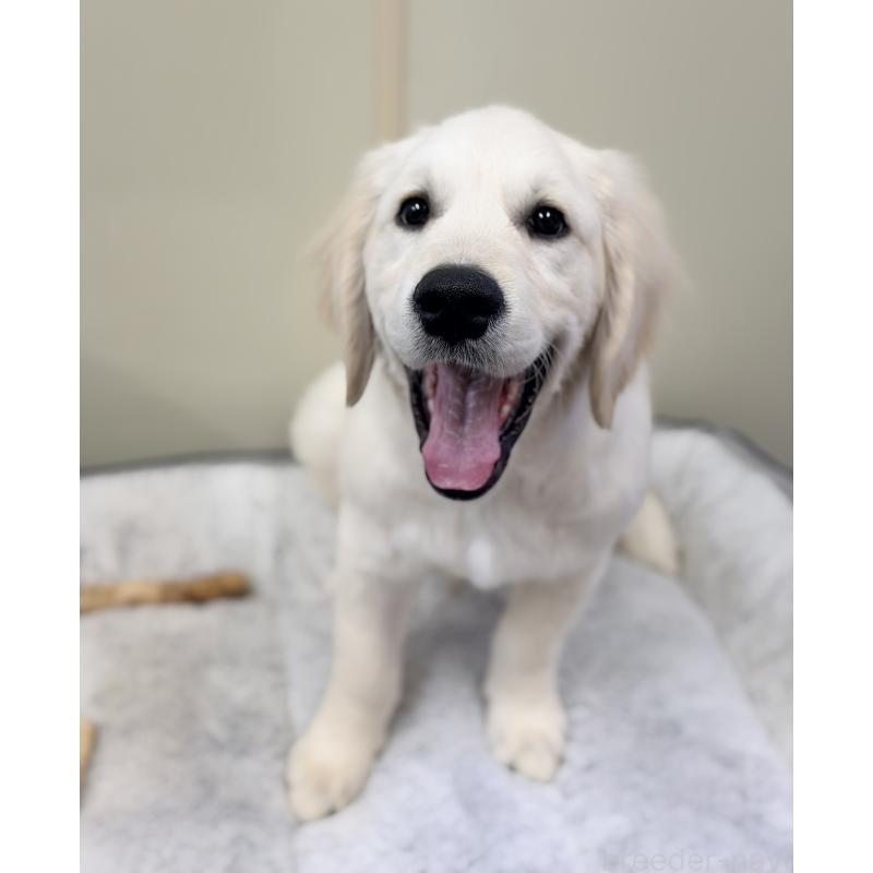 販売中の群馬県のゴールデンレトリーバー-424818の2枚目