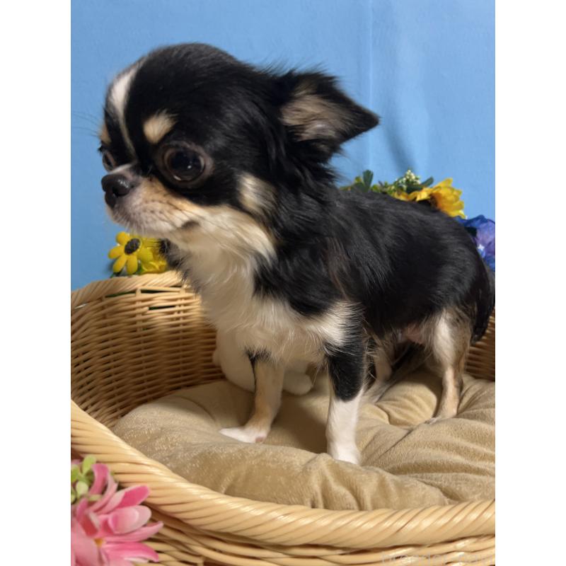 ココちゃん1枚目