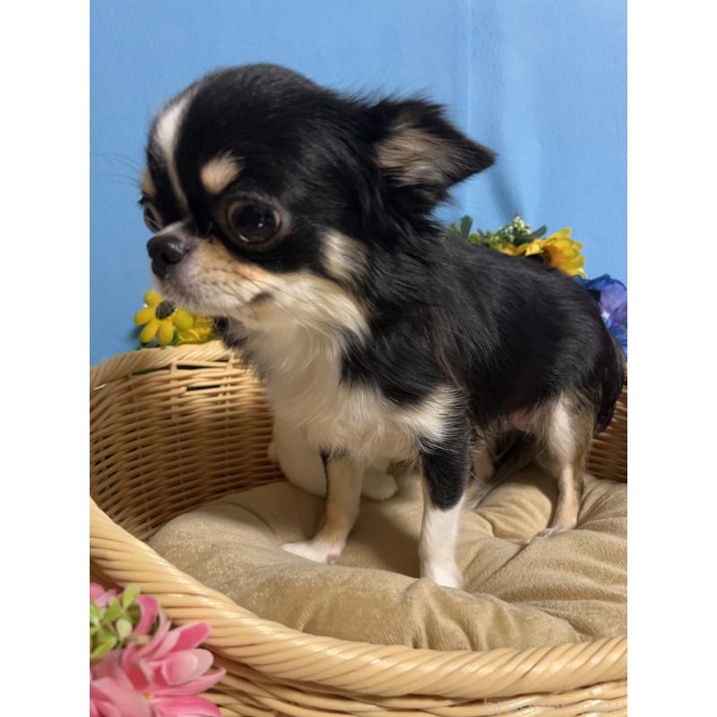 ココちゃん1枚目