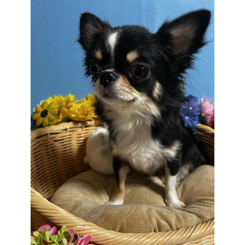 ココちゃん1枚目