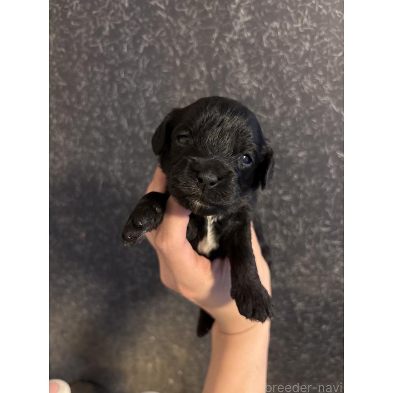 販売中の東京都のキャバプー:キャバリア×トイプードル-434089の2枚目