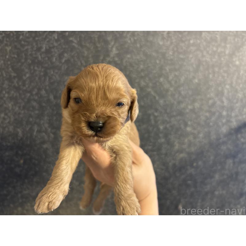 販売中の東京都のキャバプー:キャバリア×トイプードル-434090の3枚目