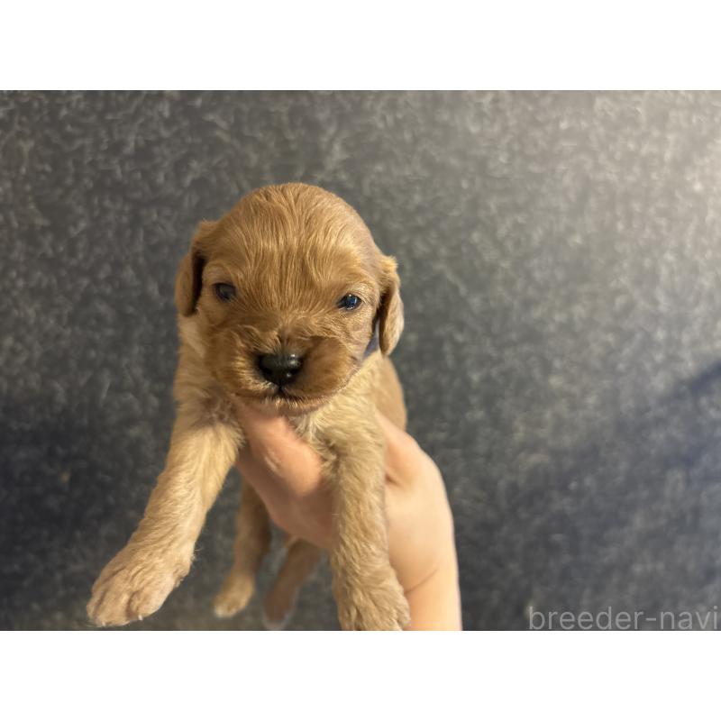 販売中の東京都のキャバプー:キャバリア×トイプードル-434090の2枚目