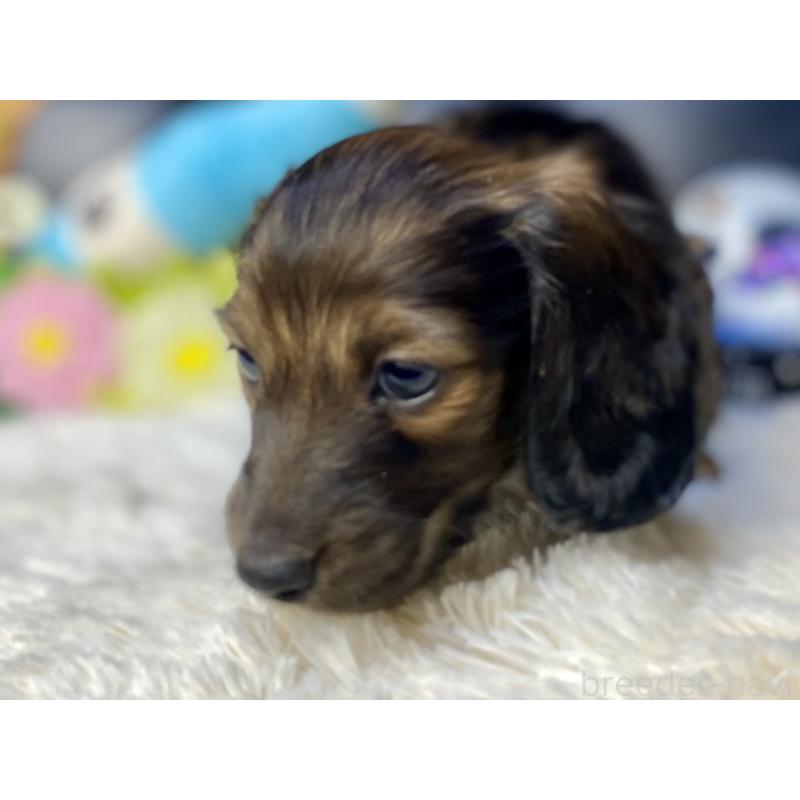 成約済の岐阜県のミニチュアダックスフンド(ロングヘアード)-429148の5枚目