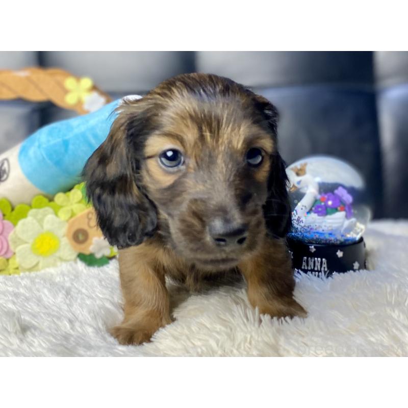 成約済の岐阜県のミニチュアダックスフンド(ロングヘアード)-429148の4枚目