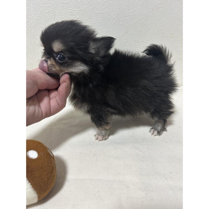 販売中の大阪府のチワワ(ロングコート)-434094の4枚目