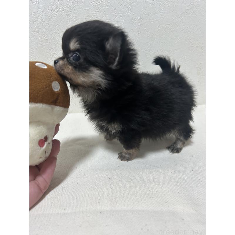 販売中の大阪府のチワワ(ロングコート)-434094の3枚目