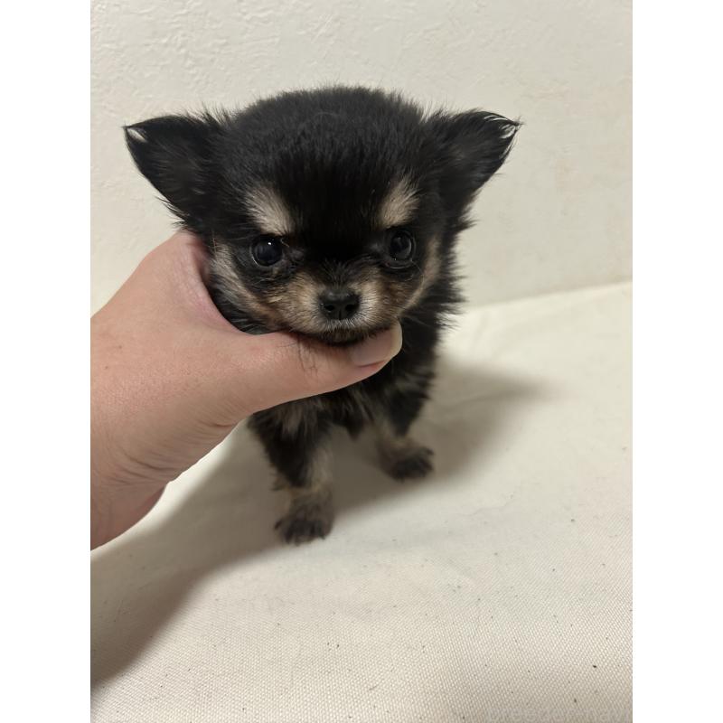 販売中の大阪府のチワワ(ロングコート)-434094の2枚目