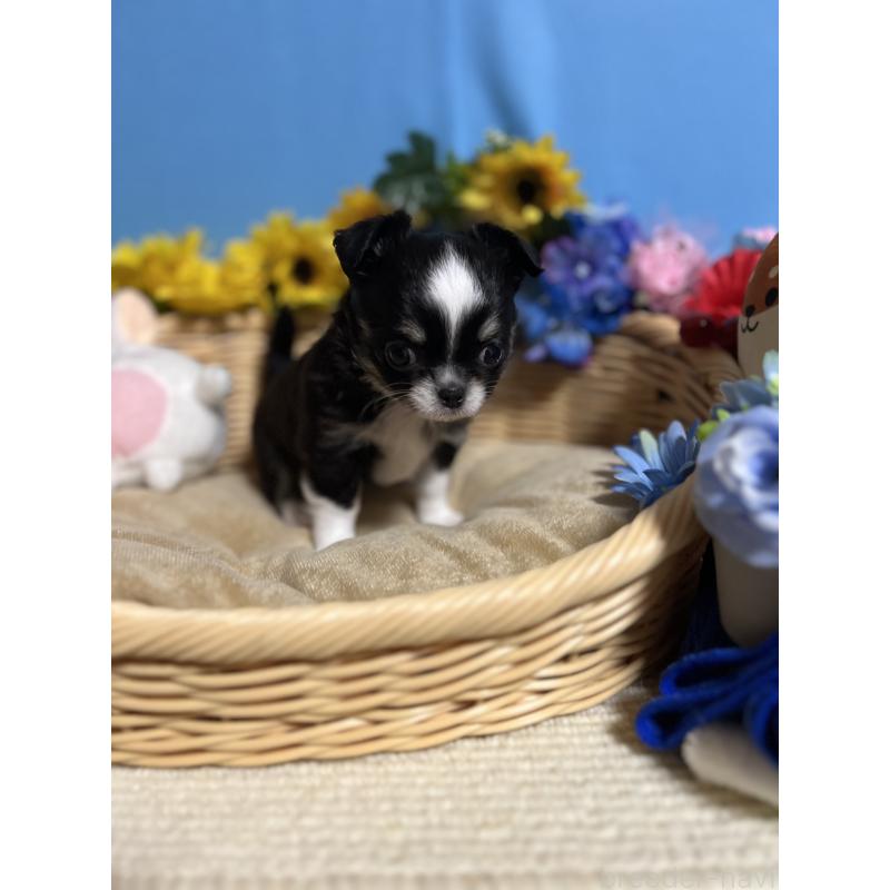 販売中の福岡県のチワワ(ロングコート)-434093の9枚目