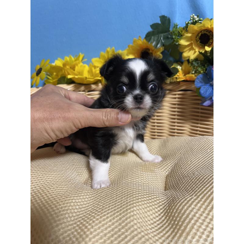 販売中の福岡県のチワワ(ロングコート)-434093の7枚目