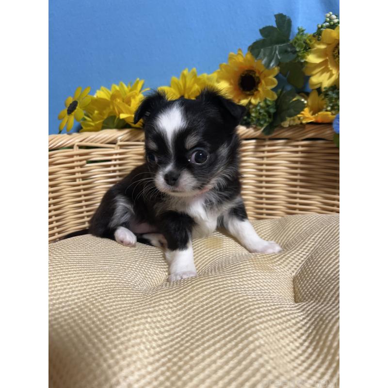 販売中の福岡県のチワワ(ロングコート)-434093の6枚目