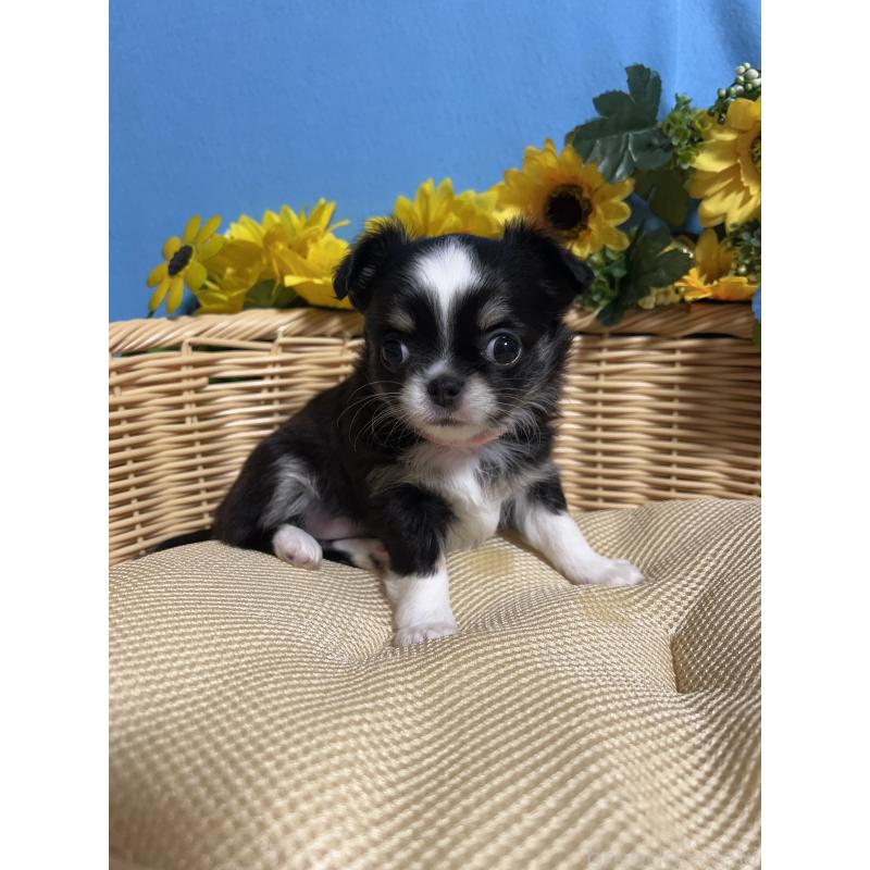 販売中の福岡県のチワワ(ロングコート)-434093の5枚目