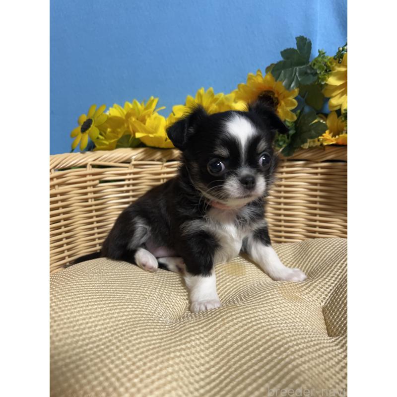 販売中の福岡県のチワワ(ロングコート)-434093の4枚目