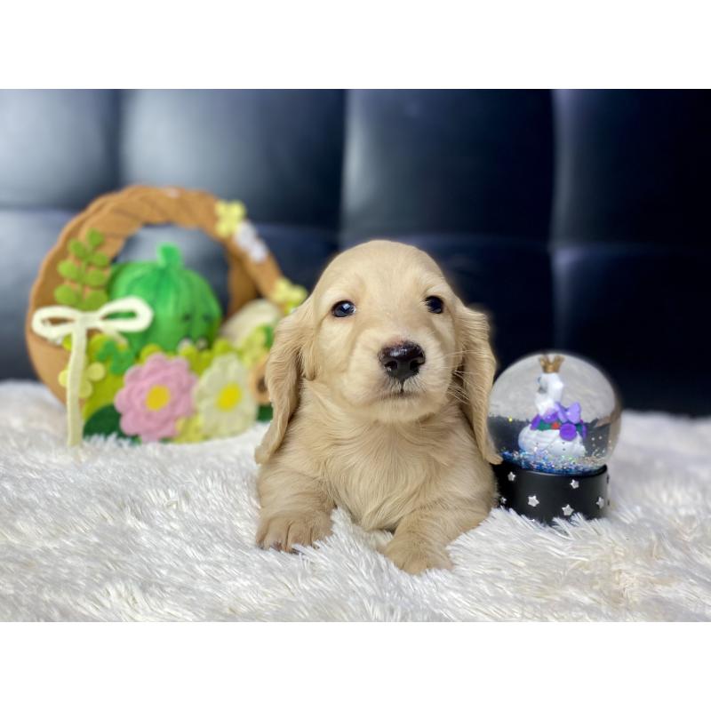 成約済の岐阜県のミニチュアダックスフンド(ロングヘアード)-430141の5枚目