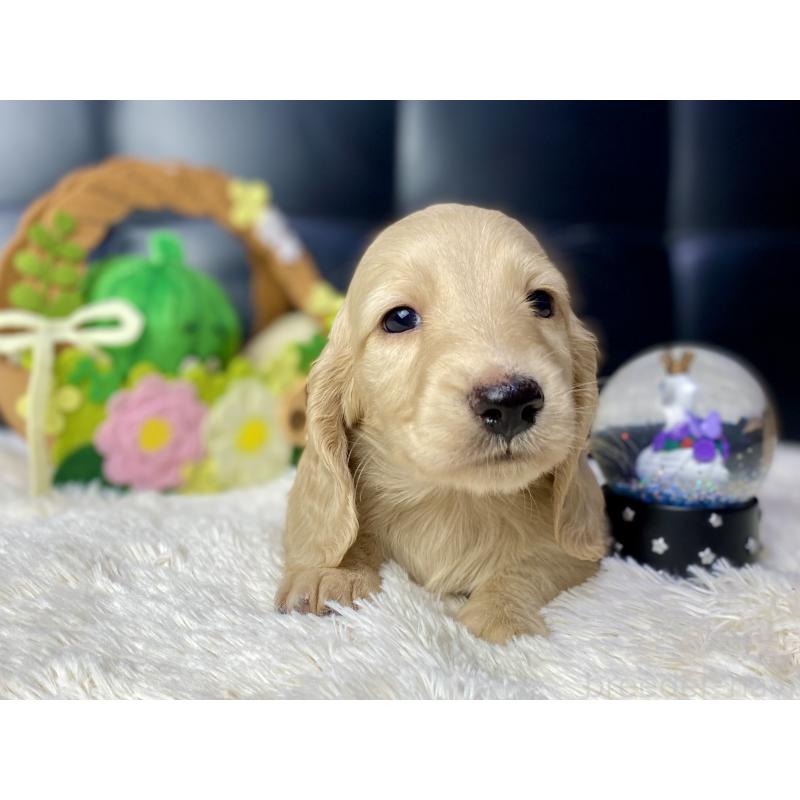 成約済の岐阜県のミニチュアダックスフンド(ロングヘアード)-430141の4枚目