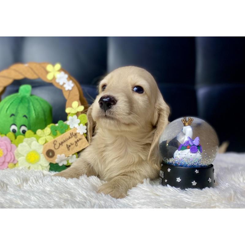 成約済の岐阜県のミニチュアダックスフンド(ロングヘアード)-430141の3枚目