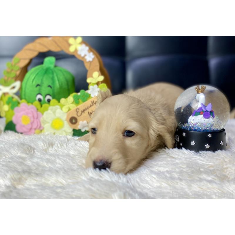 成約済の岐阜県のミニチュアダックスフンド(ロングヘアード)-430141の2枚目