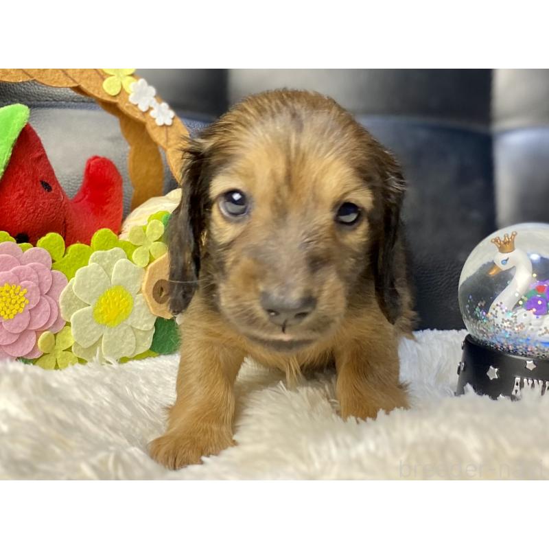 販売中の岐阜県のミニチュアダックスフンド(ロングヘアード)-429177の19枚目