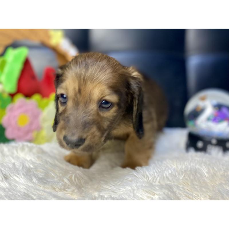 販売中の岐阜県のミニチュアダックスフンド(ロングヘアード)-429177の18枚目