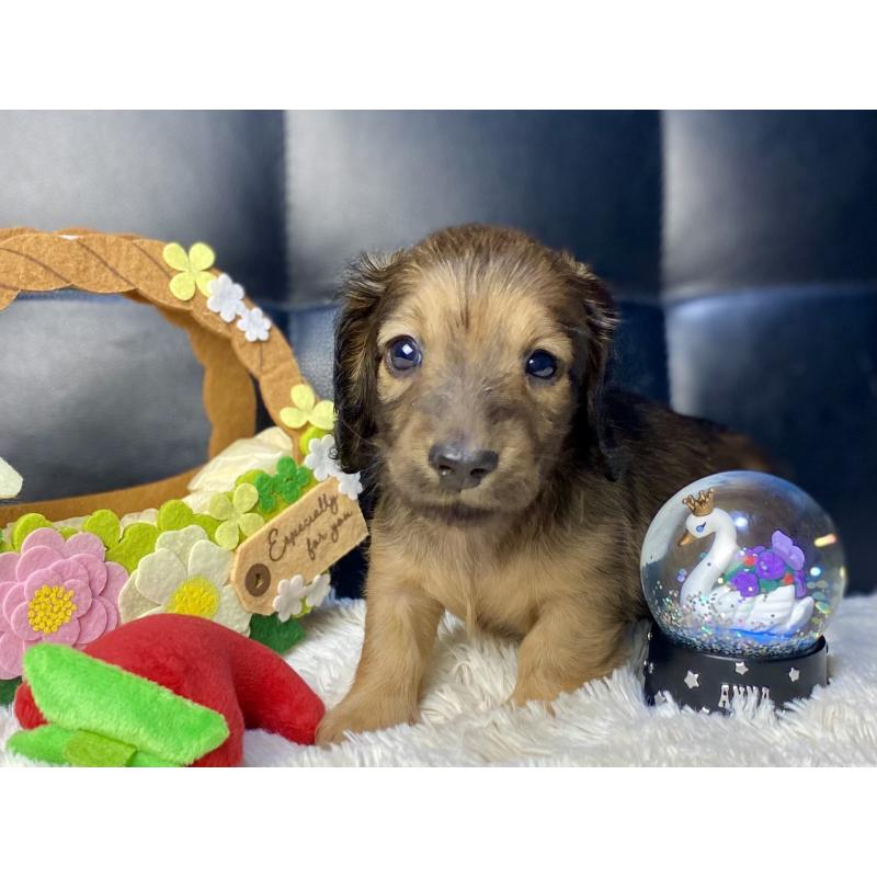 販売中の岐阜県のミニチュアダックスフンド(ロングヘアード)-429177の17枚目