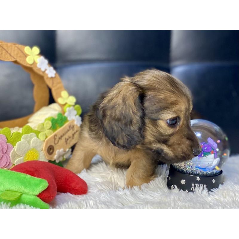 販売中の岐阜県のミニチュアダックスフンド(ロングヘアード)-429177の16枚目