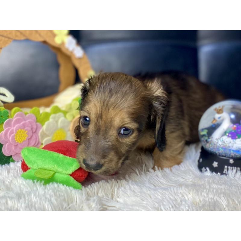 販売中の岐阜県のミニチュアダックスフンド(ロングヘアード)-429177の15枚目