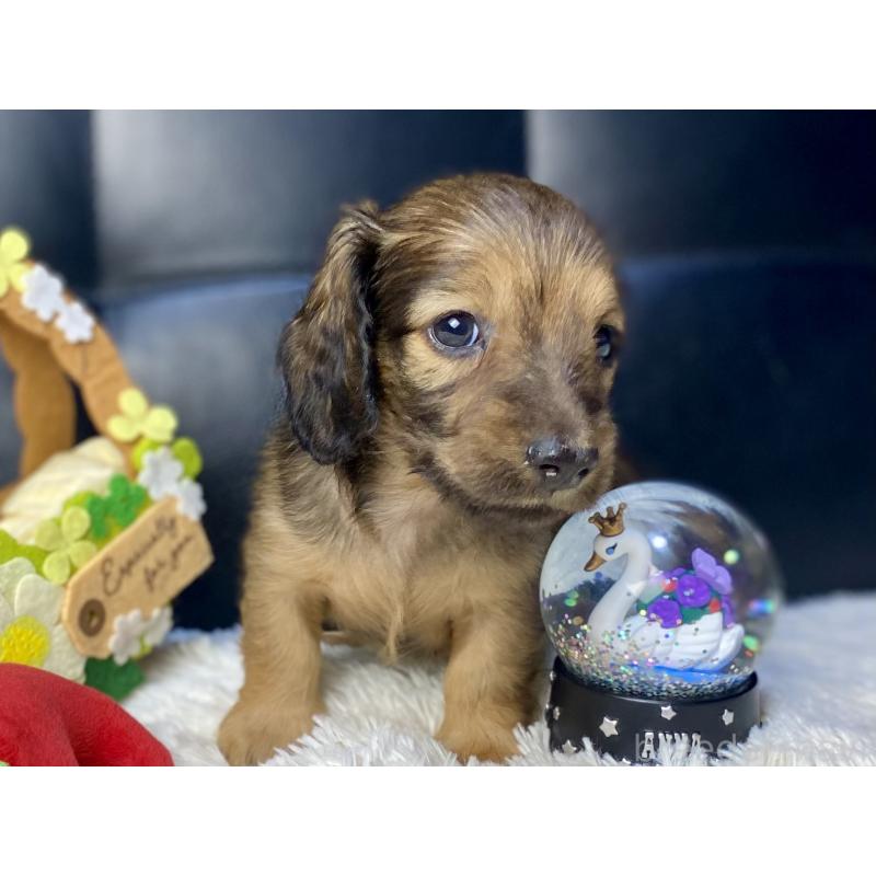 販売中の岐阜県のミニチュアダックスフンド(ロングヘアード)-429177の14枚目