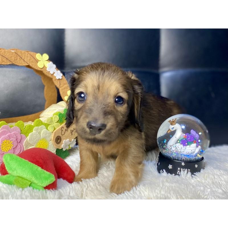 販売中の岐阜県のミニチュアダックスフンド(ロングヘアード)-429177の13枚目