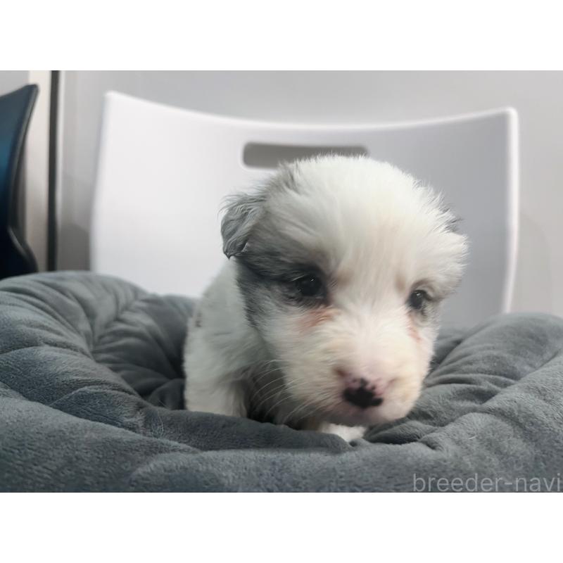 販売中の東京都のボーダーコリー-434096の6枚目