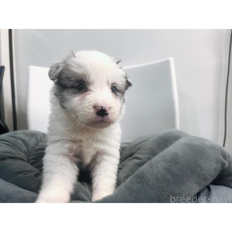 販売中の東京都のボーダーコリー-434096の4枚目