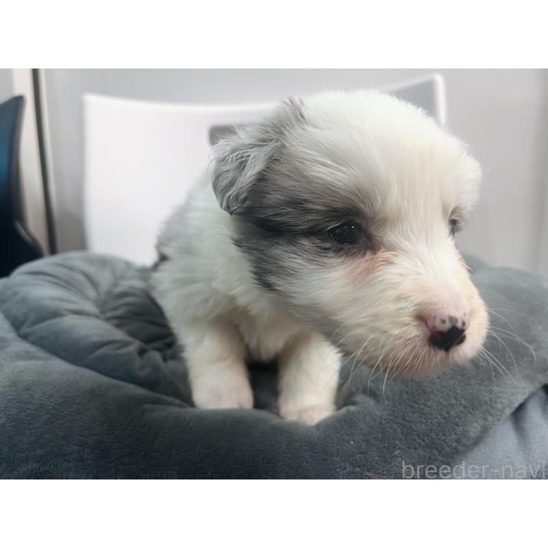 販売中の東京都のボーダーコリー-434096の2枚目