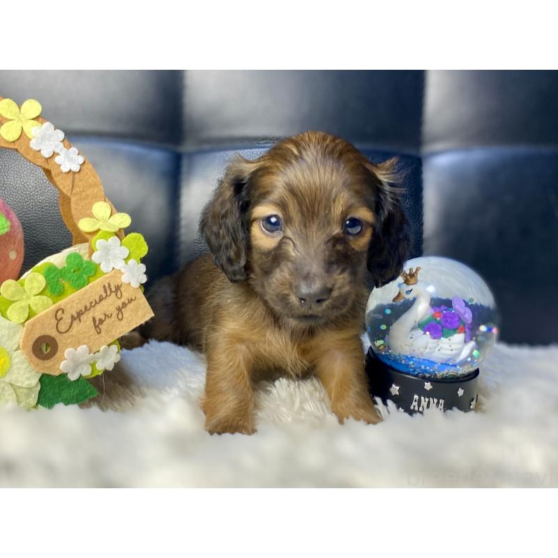 成約済の岐阜県のミニチュアダックスフンド(ロングヘアード)-428919の11枚目