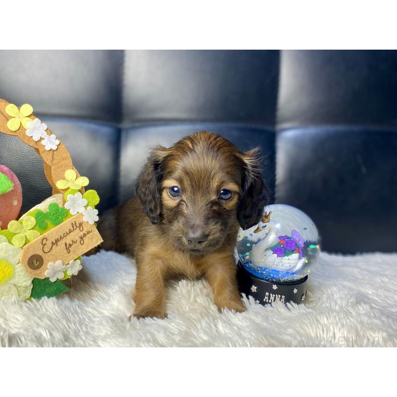 成約済の岐阜県のミニチュアダックスフンド(ロングヘアード)-428919の10枚目