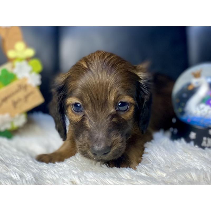 成約済の岐阜県のミニチュアダックスフンド(ロングヘアード)-428919の9枚目