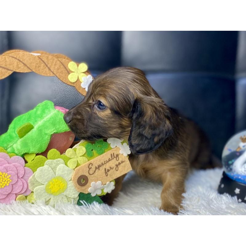 成約済の岐阜県のミニチュアダックスフンド(ロングヘアード)-428919の8枚目