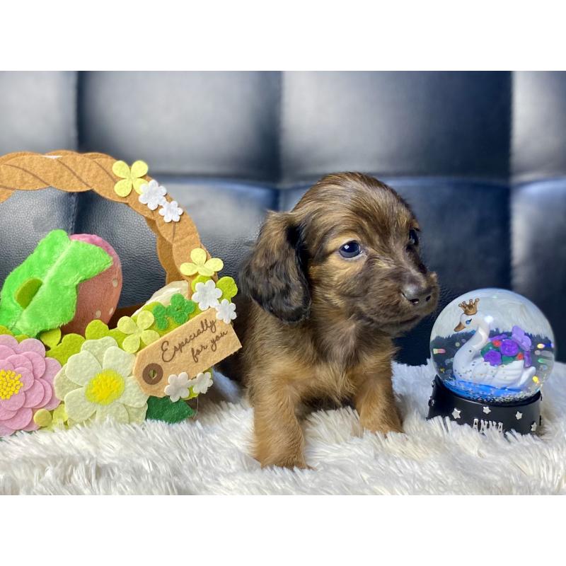 成約済の岐阜県のミニチュアダックスフンド(ロングヘアード)-428919の7枚目