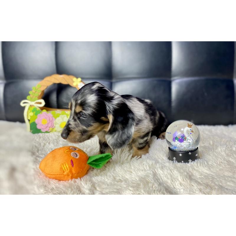 販売中の岐阜県のミニチュアダックスフンド(ロングヘアード)-429426の8枚目