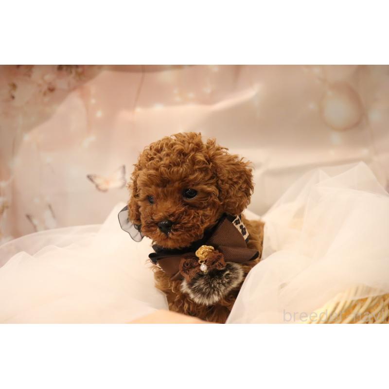 販売中の福井県のタイニープードル-432814の5枚目