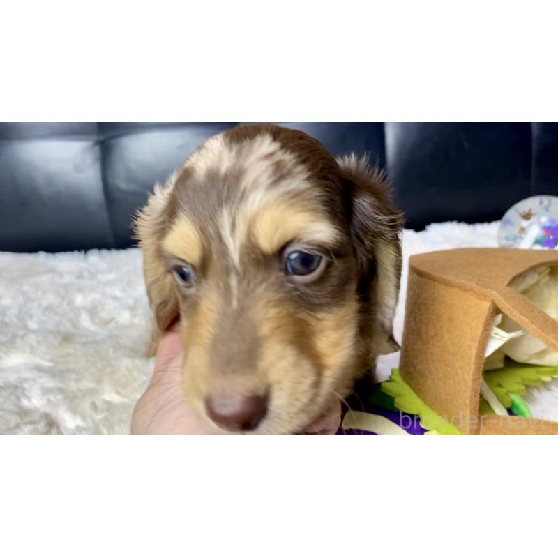 販売中の岐阜県のミニチュアダックスフンド(ロングヘアード)-429421の10枚目