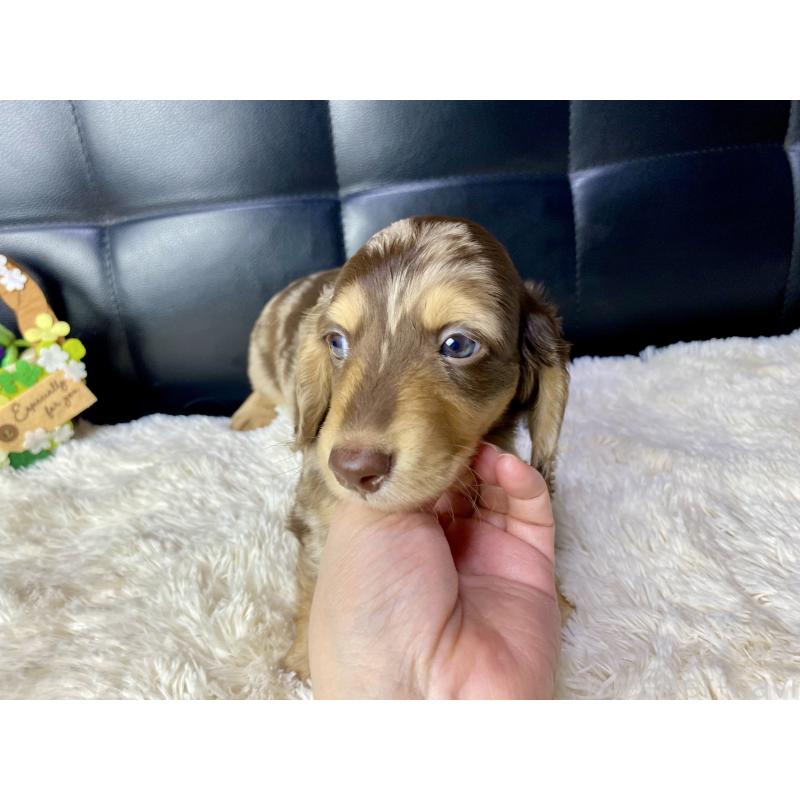 販売中の岐阜県のミニチュアダックスフンド(ロングヘアード)-429421の9枚目