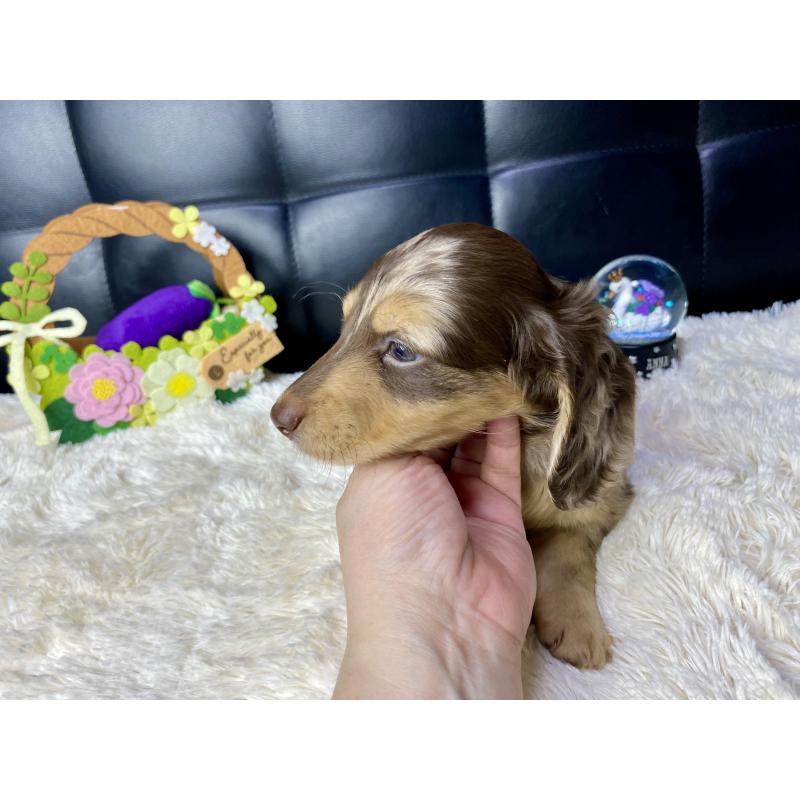 販売中の岐阜県のミニチュアダックスフンド(ロングヘアード)-429421の8枚目