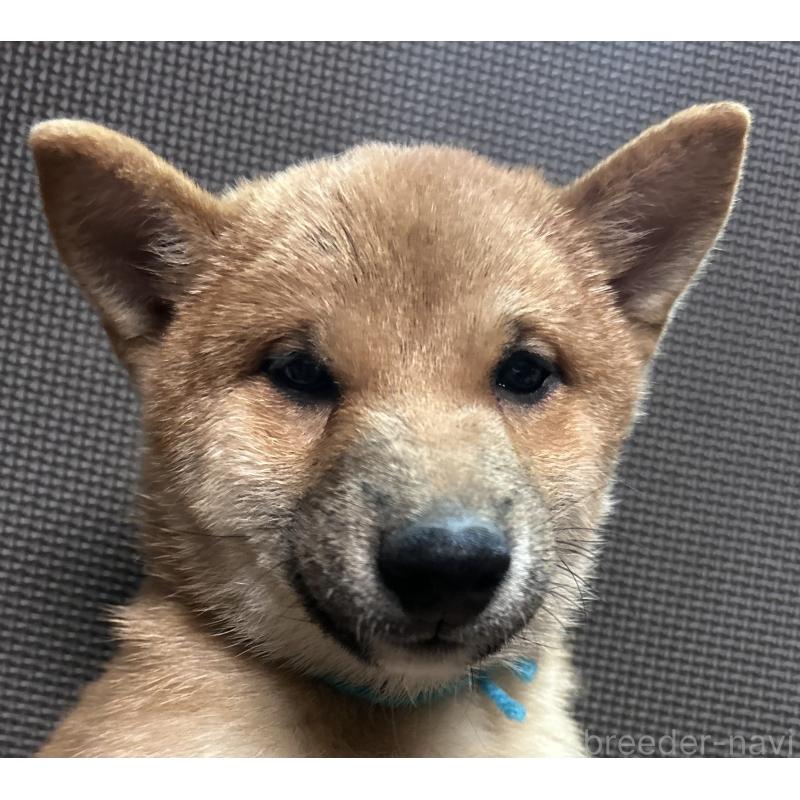 販売中の福岡県の豆柴-417543