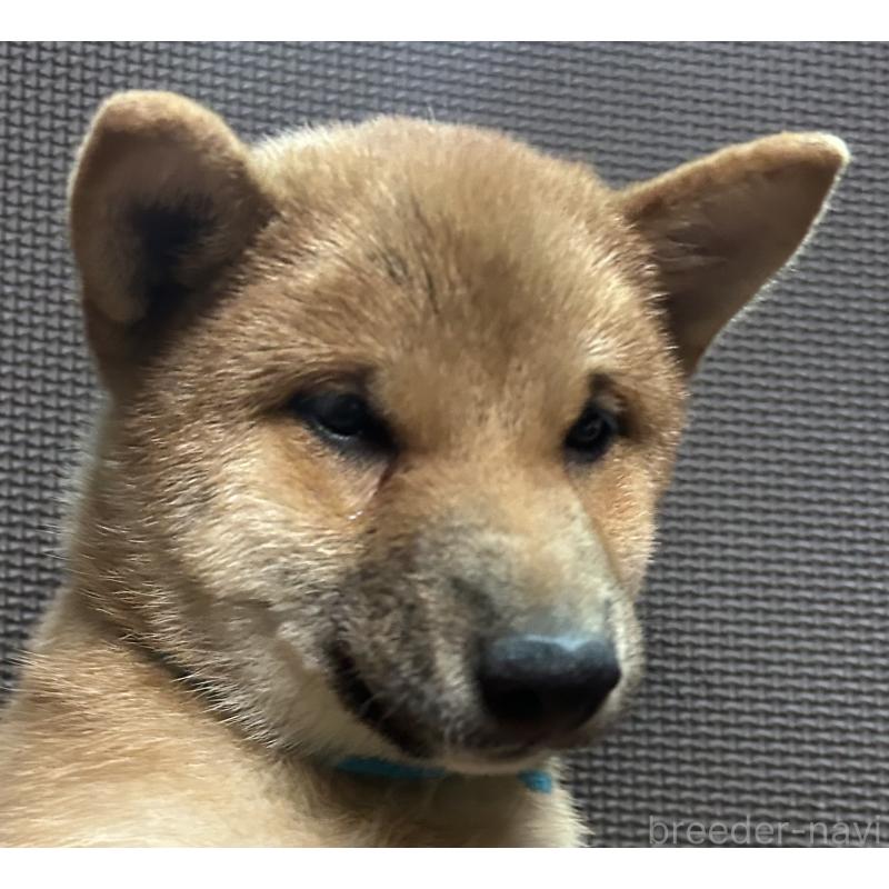 販売中の福岡県の豆柴-417543の10枚目