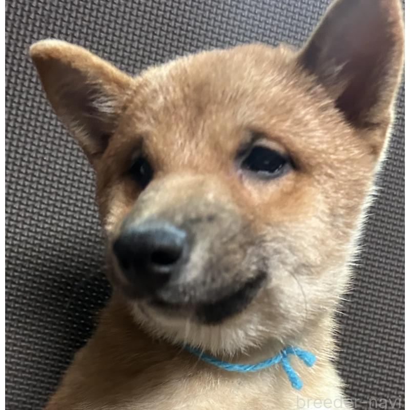 販売中の福岡県の豆柴-417543の9枚目