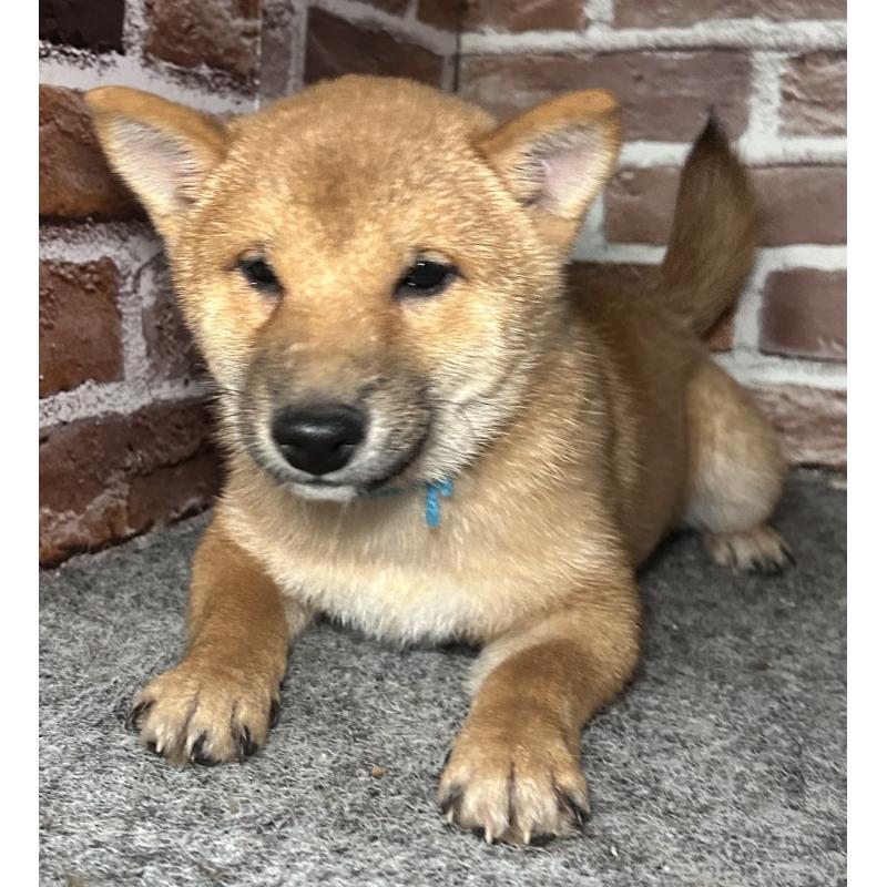 販売中の福岡県の豆柴-417543の8枚目