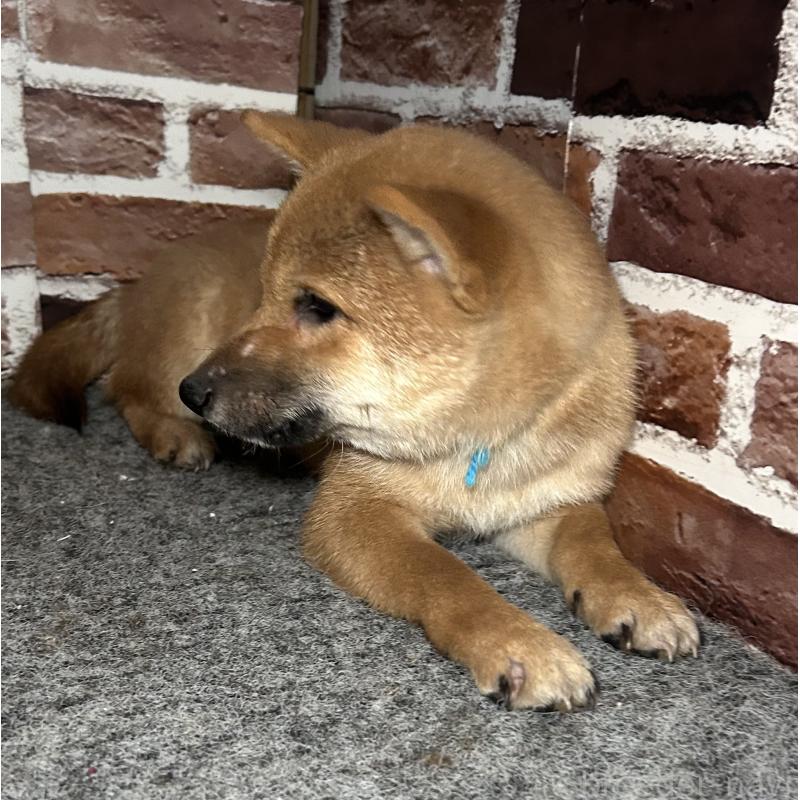 販売中の福岡県の豆柴-417543の7枚目