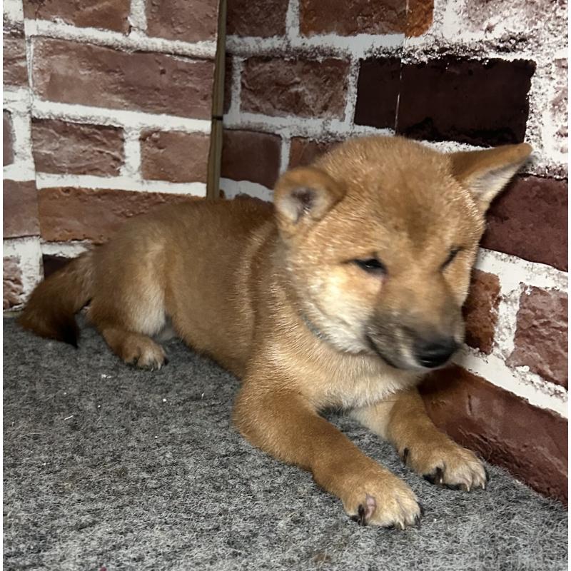 販売中の福岡県の豆柴-417543の6枚目