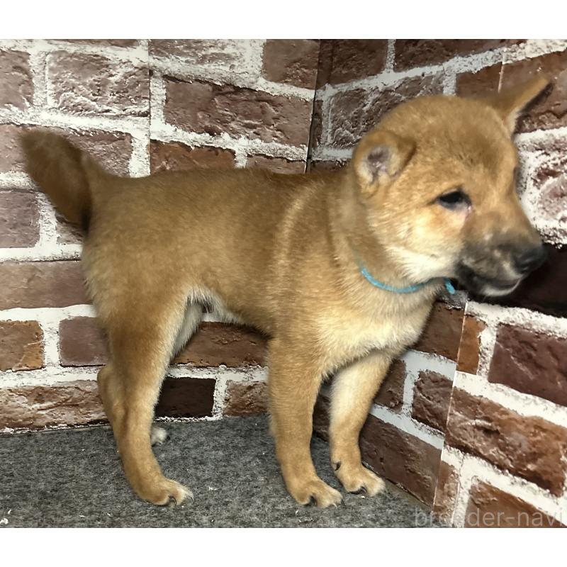 販売中の福岡県の豆柴-417543の5枚目